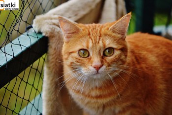Siatki Nysa - Siatka sznurkowa na balkon dla kota dla terenów Nysy